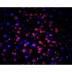 TUNEL LiFluor™ 594 Apoptosis Detection Kit (50 rxns)